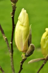 Foto op geborsteld aluminium Magnolia Magnolia Yellow Lantern , fleur jaune 