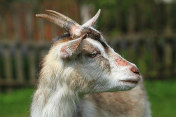 Fototapeta premium white goat head