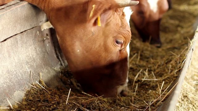 A dairy cow eating nutritious fodder standing in the stall