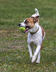 Boxer Labrador Terrier mixed breed dog chasing a ball