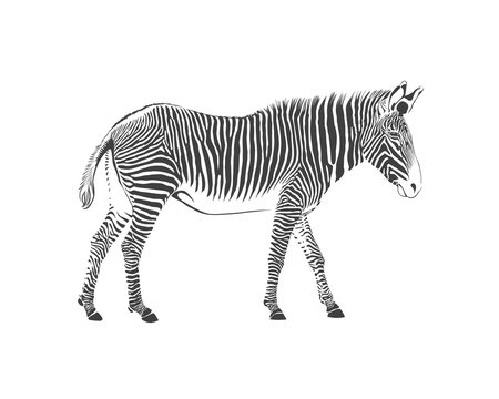 zebra, black and white illustration