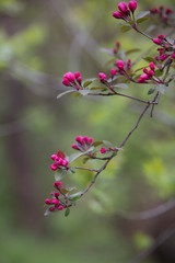 Blooming tree with pink flowers in spring. Springtime. Sunny day