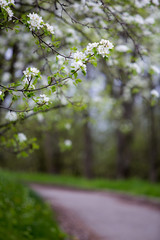 Blooming tree with pink flowers in spring. Springtime. Sunny day