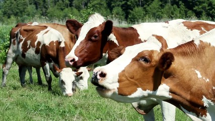 Dairy cows grazing on grass in the pasture