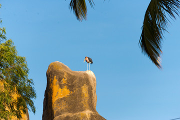 rocks on shore of lake victoria, tanzania