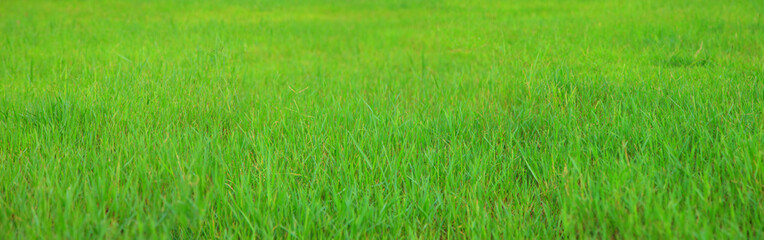 Green meadow grass field