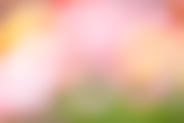 background of out of focus tulips flower or bokeh