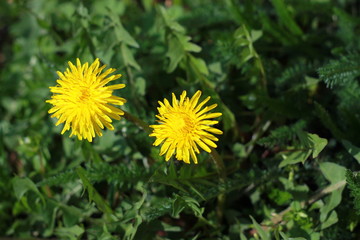 Желтые одуванчики на весеннем поле