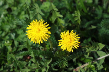 Желтые одуванчики на весеннем поле