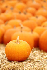 Vertical shot of pumpkin patch