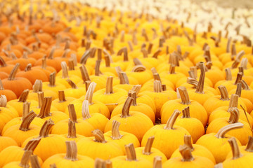 Obraz premium Horizontal shot of pumpkin patch