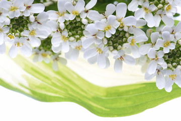 White candytuft flowers with green leaves on white background