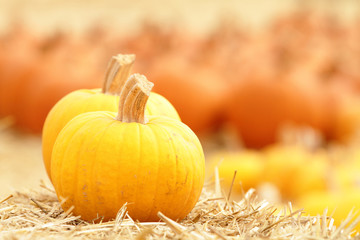 Pumpkins in a pumpkin patch