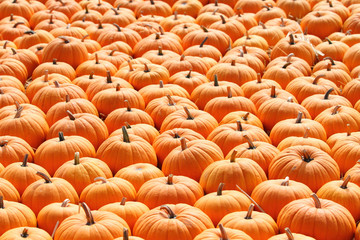 Pumpkins in a pumpkin patch