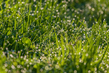 Green dewy grass.