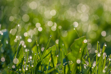 Fototapeta premium Green dewy grass.