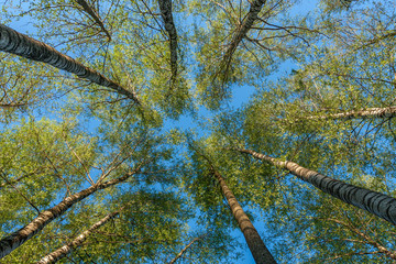 Fototapeta premium Treetop view from the bottom.