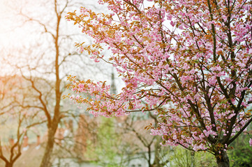 Fototapeta premium Branches of cherry tree blossoms