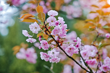 Branches of cherry tree blossoms