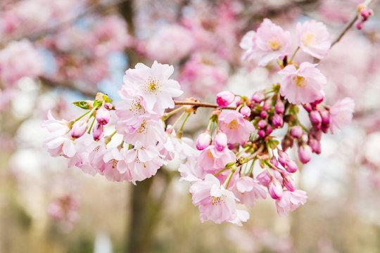 Blooming japan sakura pink flowers. Cherry tree branch. Selective focus