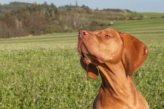 Hungarian hunting hound on a greenfield site. Spring sunny day on hunting with dogs. Viszla on a green field. Hound.
