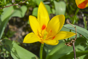 цветы тюльпаны