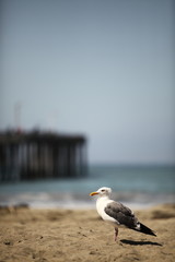 seagull stands on a beach with a background of wharf.