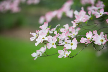 Fototapeta premium Pink Dogwoods in Bloom - native Missouri tree