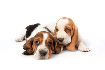 Two basset hound puppies talk