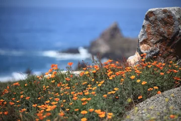 Papier Peint photo autocollant Coquelicots California poppy field, Big Sur, California, USA