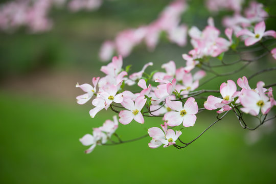 Pink Dogwoods in Bloom - native Missouri tree