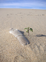 Water bottle on a beach with small plant. Environmental issue.