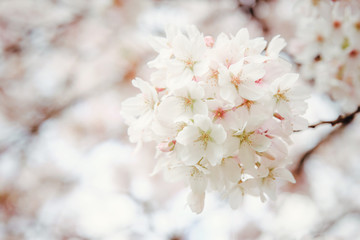 Blooming japan sakura flowers. Cherry tree branch. Selective focus