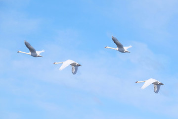 The image of flying swans