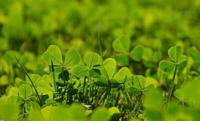 Obraz premium Spring clover leaves in green grass