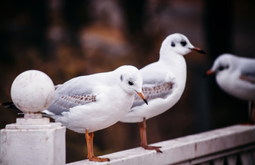 Two silly gulls on the parapet of the quay, selective focus