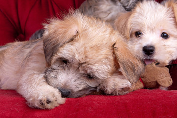 Naklejka na ściany i meble Mixed Breed Yorkshire Terrier Puppies