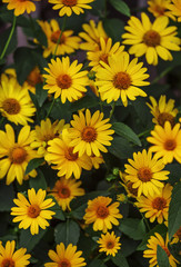 Thymophyllia,yellow flowers, natural summer background, blurred
