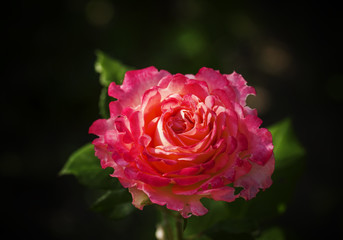 Summer background with beautiful rose, blurred image, selective