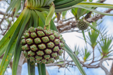 Common Screwpine (Pandanus utilis).