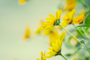 Thymophyllia,yellow flowers, natural summer background, blurred
