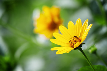 Thymophyllia,yellow flowers, natural summer background, blurred