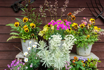 Summer flowers and Herbs in Pots.
