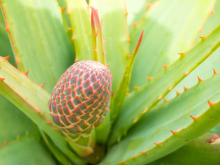 Aloe speciosa with bud, close-up