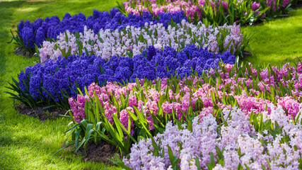 Colorful spring flowers. spring landscape park. Blooming flowers
