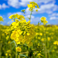 Fototapeta premium Raps (Brassica napus) Blüte im Frühling
