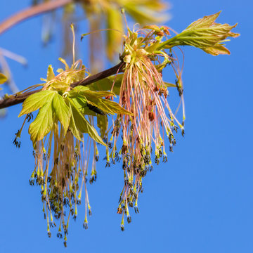 Eschen-Ahorn (Acer negundo) in prächtiger Blüte im Frühling