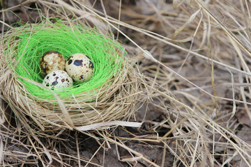 Eggs in a nest in the bushes, on the ground in dry grass