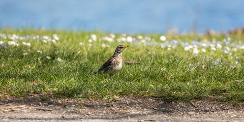 vogel auf der wiese