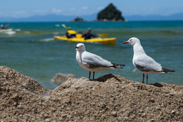 Paddeln an der Goldcoast